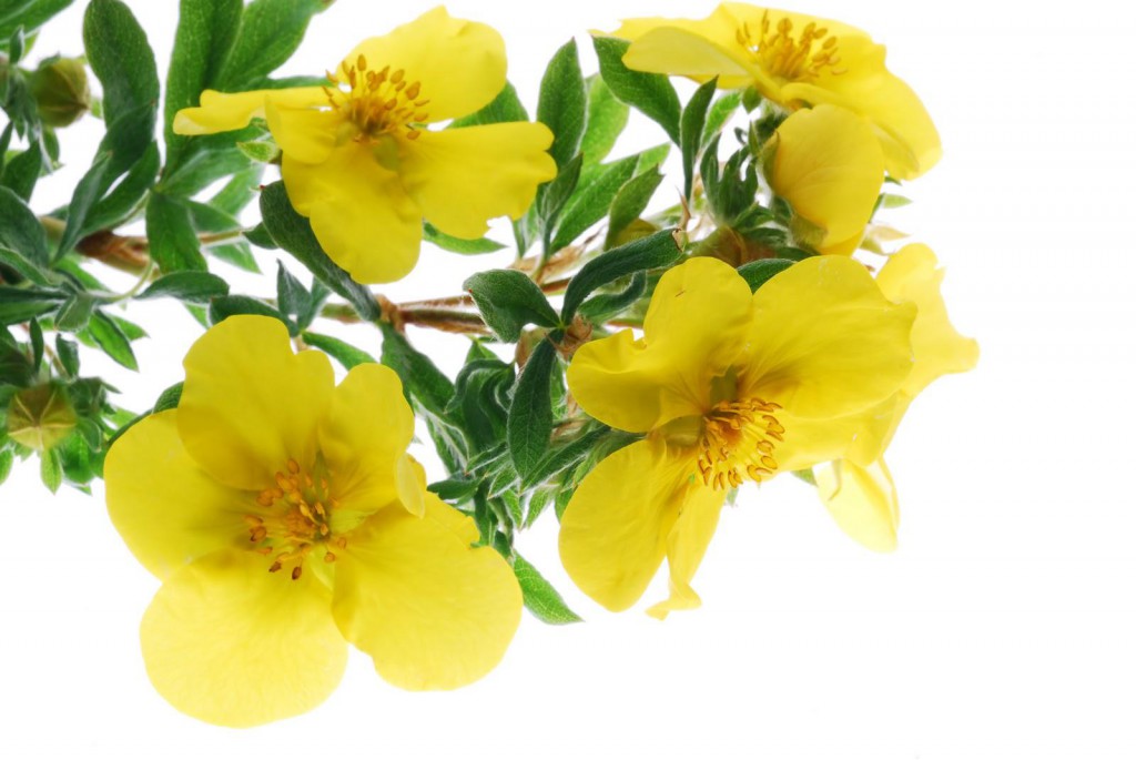 Evening-primrose-oil